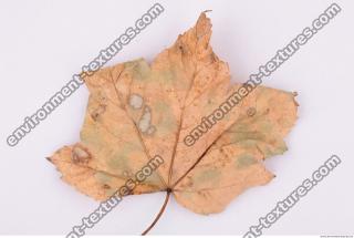 Photo Texture of Leaf 0033